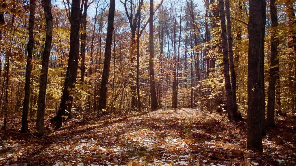 764 East Hill Road Photo 8