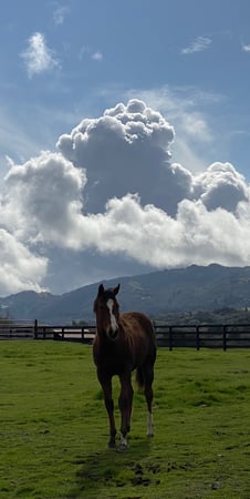 Colette Dornblum photo 7