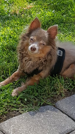 Lisa Grywalski-Bailey photo 2