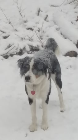 Diane DeVries photo 8