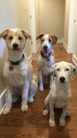 Laura Ancona photo 7