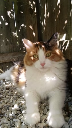 Diane Garner photo 4