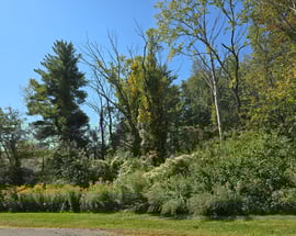Ashley Drive