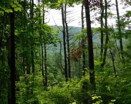 163 White Hollow Road