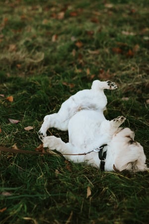 Andrew Jackson photo 4