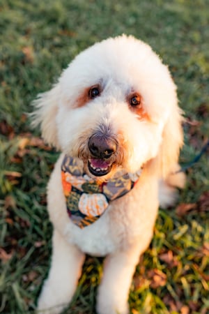 Gigi Bazarian photo 1