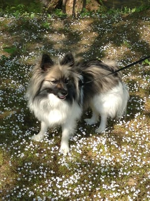 Karen Kaminski-Marchetto photo 1