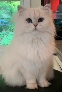 Tracey Ozendo photo 3