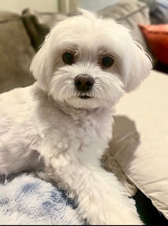 Anamarie DiPietro photo 2