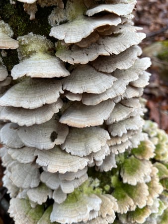 Ledlie Mosch Pastor photo 7