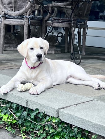 Ledlie Mosch Pastor photo 13