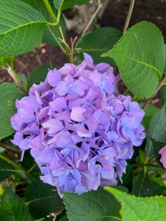 Ledlie Mosch Pastor photo 14