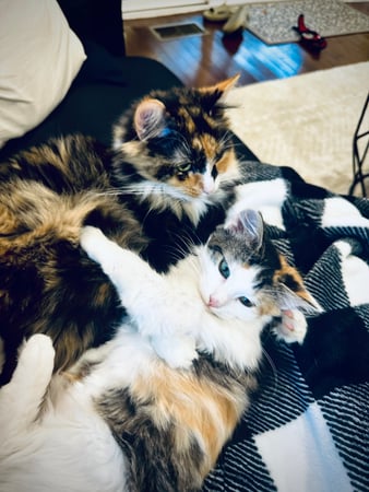 Matt McElhone photo 7