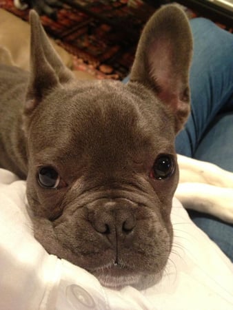 Lily Stelluti photo 15