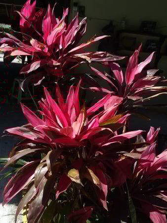 Colette Kabasakalian photo 15