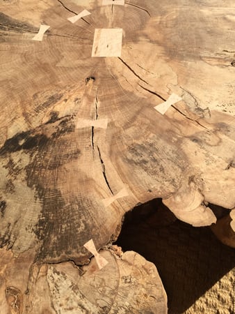 David Mallison photo 10