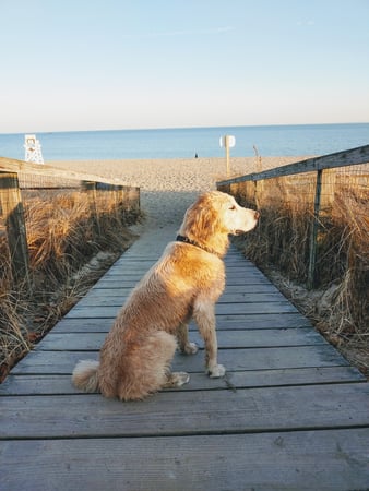 Carol Langeland photo 6