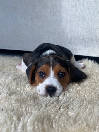 Holly Giordano photo 3