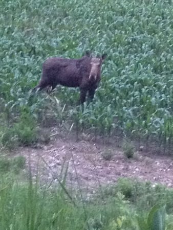 Michael Conlogue photo 5