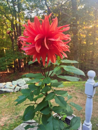 Barbara Reiss photo 1