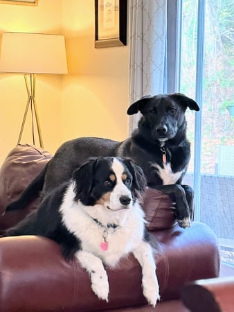 Diane DeVries photo 11