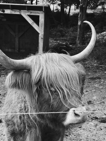 Brierley Lloyd Hannan photo 1