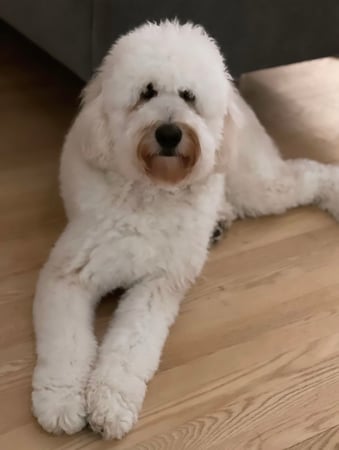 Danielle Longhitano photo 45