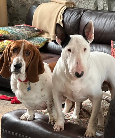 Rich Companik photo 5