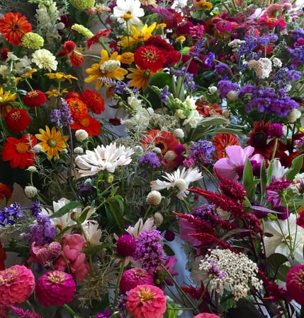 Elvia Gignoux photo 5