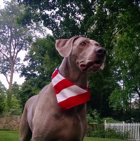 Colette Kabasakalian photo 3