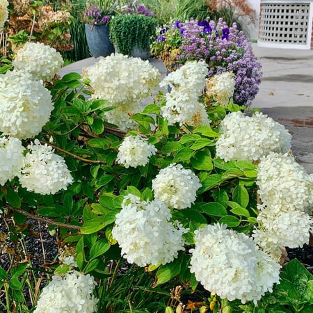 Elizabeth Blanchard photo 14