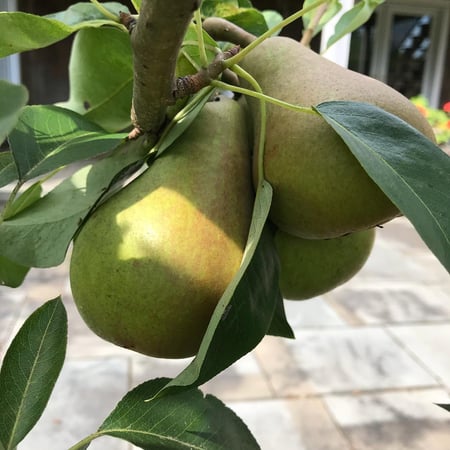 Victoria Bothroyd photo 4