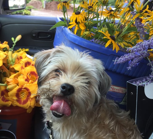 Tonia L. Scalise photo 8