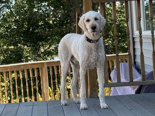 Janet Cronin-Rumanoff photo 6