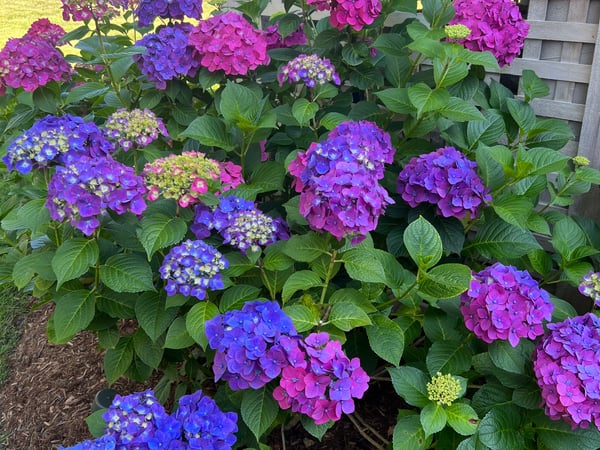 Sydney Anderson photo 4