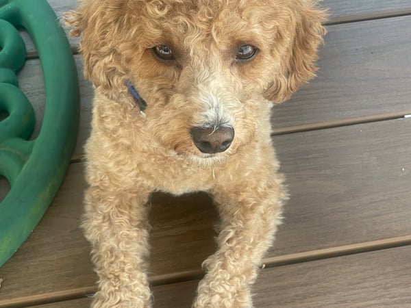 Deanna Huaman photo 3