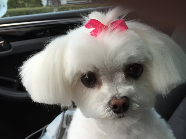 Josef "Joe" Muller photo 11