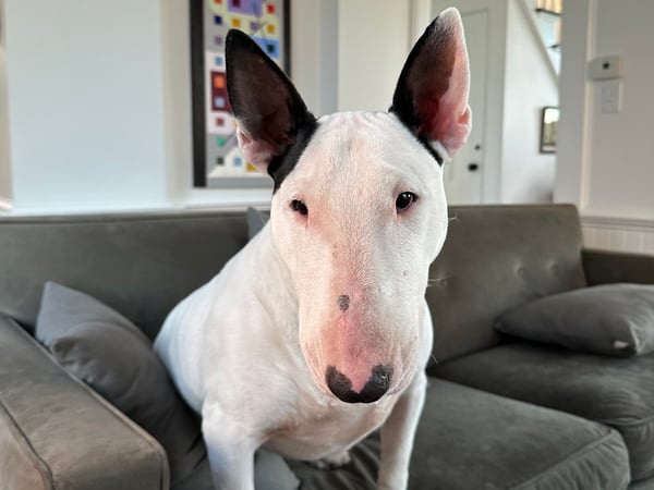 Rich Companik photo 4