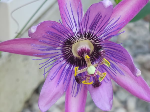 Lisa Grywalski-Bailey photo 5