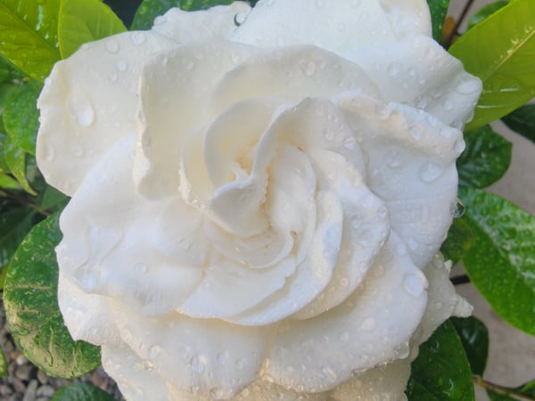 Lisa Grywalski-Bailey photo 4