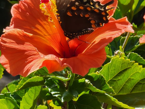 Lisa Grywalski-Bailey photo 6