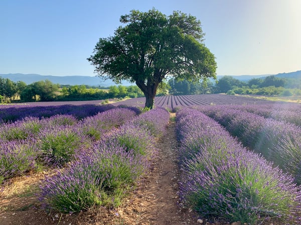 Tony Cutugno photo 2