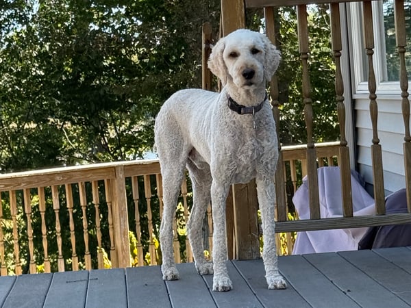 Janet Cronin-Rumanoff photo 6