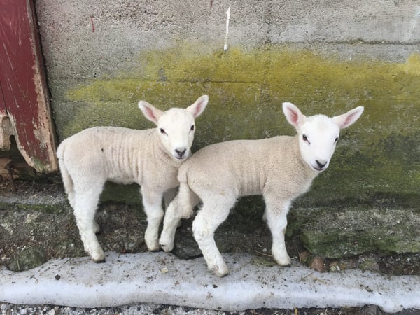 Elvia Gignoux photo 4