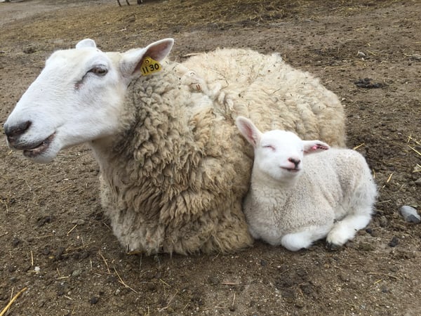 Elvia Gignoux photo 6