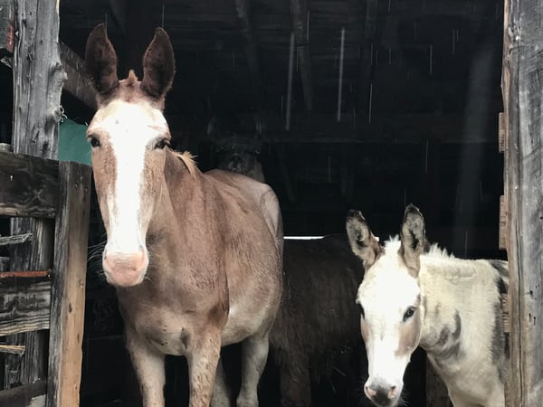 Elvia Gignoux photo 8