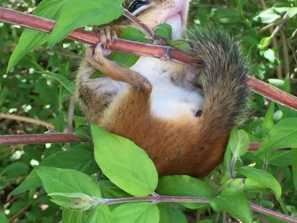 Mimi Harson photo 17