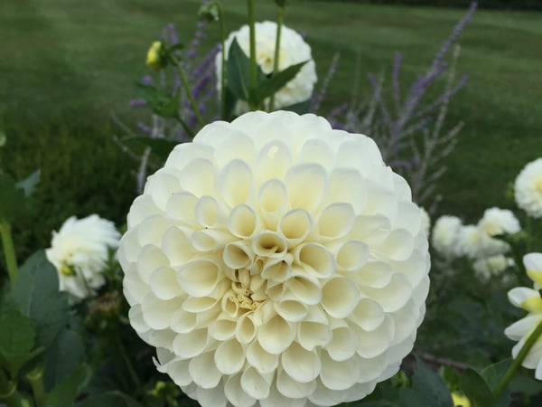 Diana Bisselle photo 4