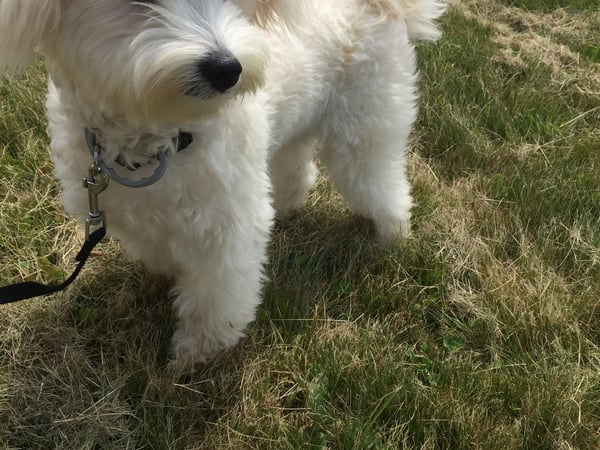 Jeanie Budge photo 2