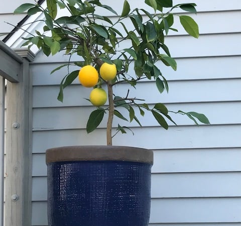 Christine Gemelli photo 6